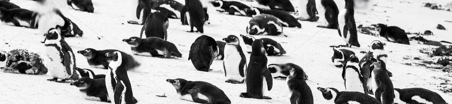 Penguin Colony